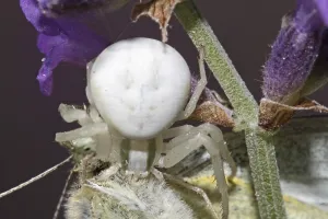 Crab Spider Drucke: Variable crab spider