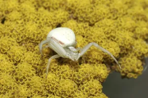 Animal In The Wild Images Drucke: Variable crab spider