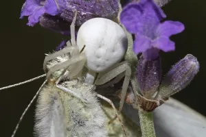 Crab Spider Drucke: Variable crab spider