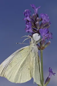 Crab Spider Drucke: Variable crab spider