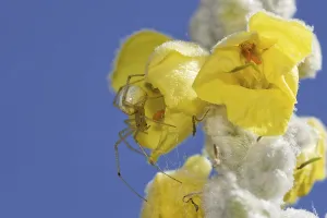 Arthropod In Natural Environment Drucke: Variable crab spider
