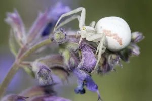 Crab Spider Drucke: Variable crab spider