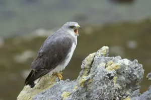 British Overseas Territory Fauna Drucke: Variable hawk (Buteo polyosoma)