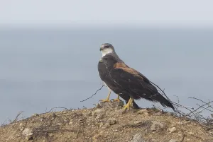 Accipitridae Family Hawks Drucke: Variable Hawk (Geranoaetus polyosoma)