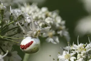 Natural Environment Photography Tips Drucke: Variable light claw spider