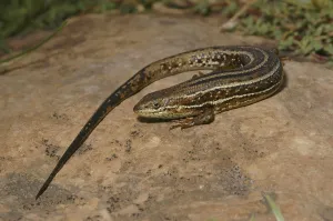 Wildlife Reptile Drucke: Variable skink