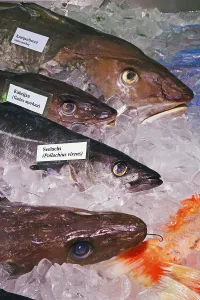 Diverse Food Options Drucke: Various food fish, cod and cod in one display