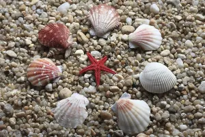 Red Starfish Drucke: Various shells, including pilgrim shells