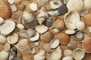 Studio Shot Of Mussels Drucke: Various shells on sand