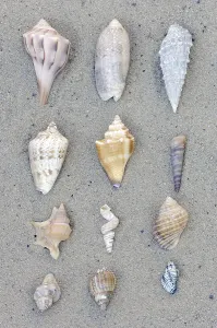 Wild Animal Images Online Drucke: Various types of snail shells, snail shell