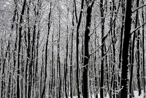 Snow Covered Trees Europe Drucke: Vertical tangle of tree trunks in a wintry beech forest