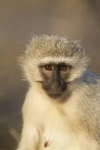 Conservation Area Photography Drucke: Vervet Monkey (Cercopithecus aethiops)