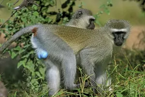 Affen von der Art Vervet (Cercopithecus aethiops)