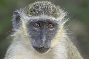 Empty Savannah Landscape Photo Drucke: Vervet monkey (Cercopithecus aethiops)