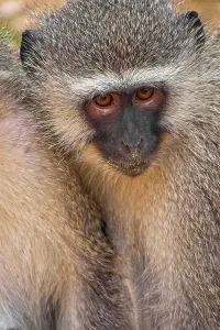 African Primate Photography Drucke: Vervet Monkey, Cercopithecus aethiops