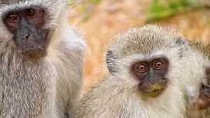Vervet Monkey Habitat Drucke: Vervet Monkey, Cercopithecus aethiops