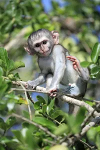 Vervet-Monkey (Cercopithecus aethiops)