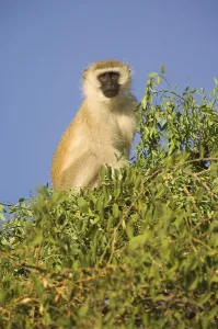 Maasai Mara Game Reserve Drucke: Vervet monkey (Cercopithecus aethiops)