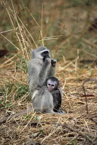 Old World Monkeys Pictures Drucke: Vervet monkey (Cercopithecus aethiops)