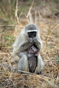 Catarrhine Primate Species Drucke: Vervet monkey (Cercopithecus aethiops)