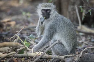 African Primate Photography Drucke: Vervet Monkey (Cheropithecus pygerythrus)