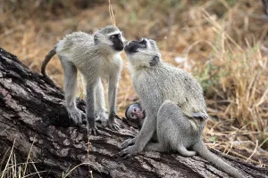 Vervet-Monkey, Grivet-Monkey (Cercopithecus aethiops)
