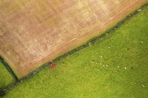 Livestock Agriculture Drucke: Top Down view of Fields and Cows from a drone