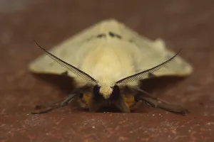 Butterfly And Moth Images Drucke: Front view of a moth
