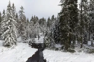 Frozen Water Body Germany Drucke: View of a stream from the Oderteich circular hiking trail