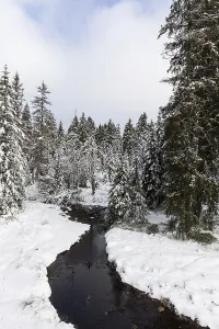 Snowy Forest View Drucke: View of a stream from the Oderteich circular hiking trail