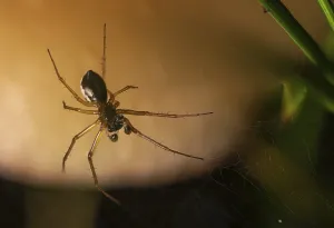 Wildlife Arachnid Images Drucke: View of the underside of a small spider in its web against a light background