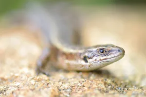 Deserted Wall Scene Drucke: Wall lizard