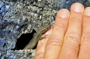 Deserted Wall Drucke: Wall lizard