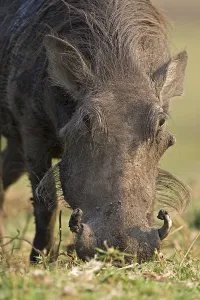 Kriegshirschbock (Phacochoerus africanus)