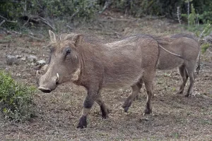 Deserted Farm Landscapes Drucke: Warthogs S
