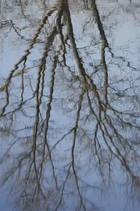 Water Landscape Photography Drucke: Water reflection from tree