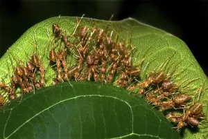 Deserted Wildlife Scene Images Drucke: Weaver ants Workers pulling leaf ends