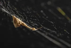 Arachnid Photography Drucke: Web spider