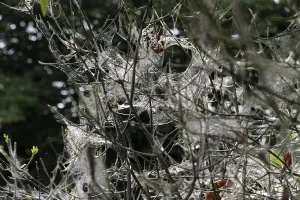 Wildlife Photography Desert Scenes Drucke: Web of web moths