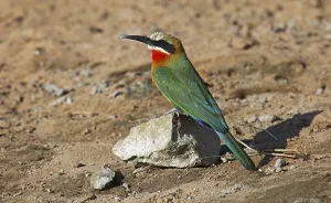 Juvenile Bird Behavior Drucke: Wei