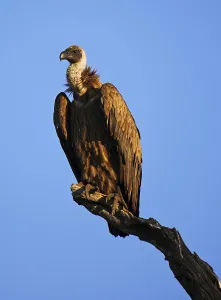Open Air Bird Photography Drucke: Wei