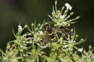 Wildlife Macro Photography Drucke: Wesp