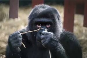 Westlicher Niederländer Gorilla (Gorilla gorilla gorilla)