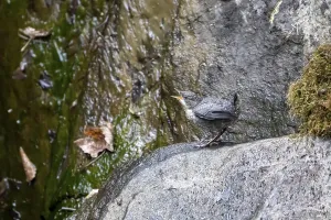 Juvenile Bird Behavior Drucke: White-breasted dipper (Cinclus cinclus)