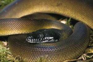 Australian Wildlife Reptiles Drucke: White-lipped python, liasis albertisi
