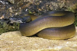 Australian Reptile Photography Drucke: White-lipped python, liasis albertisi