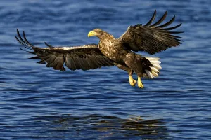 Weißschwanzadler