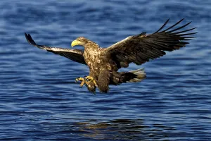 Northern Germany Nature Protection Drucke: White-tailed eagle
