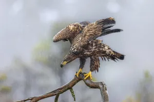 Rainy Day Nature Scene Drucke: White-tailed eagle