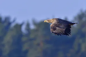 Saxony Nature Scene Drucke: White-tailed eagle